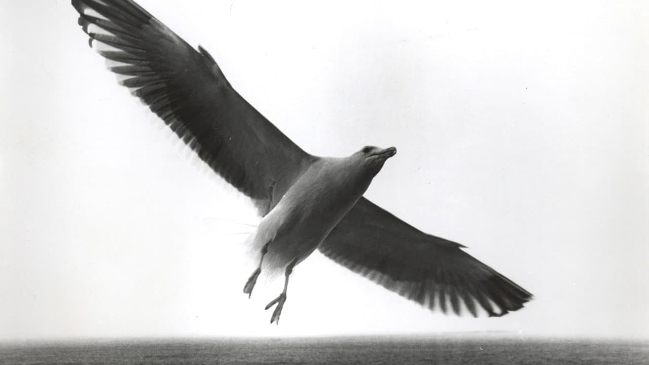 Jonathan Livingston Seagull still 3