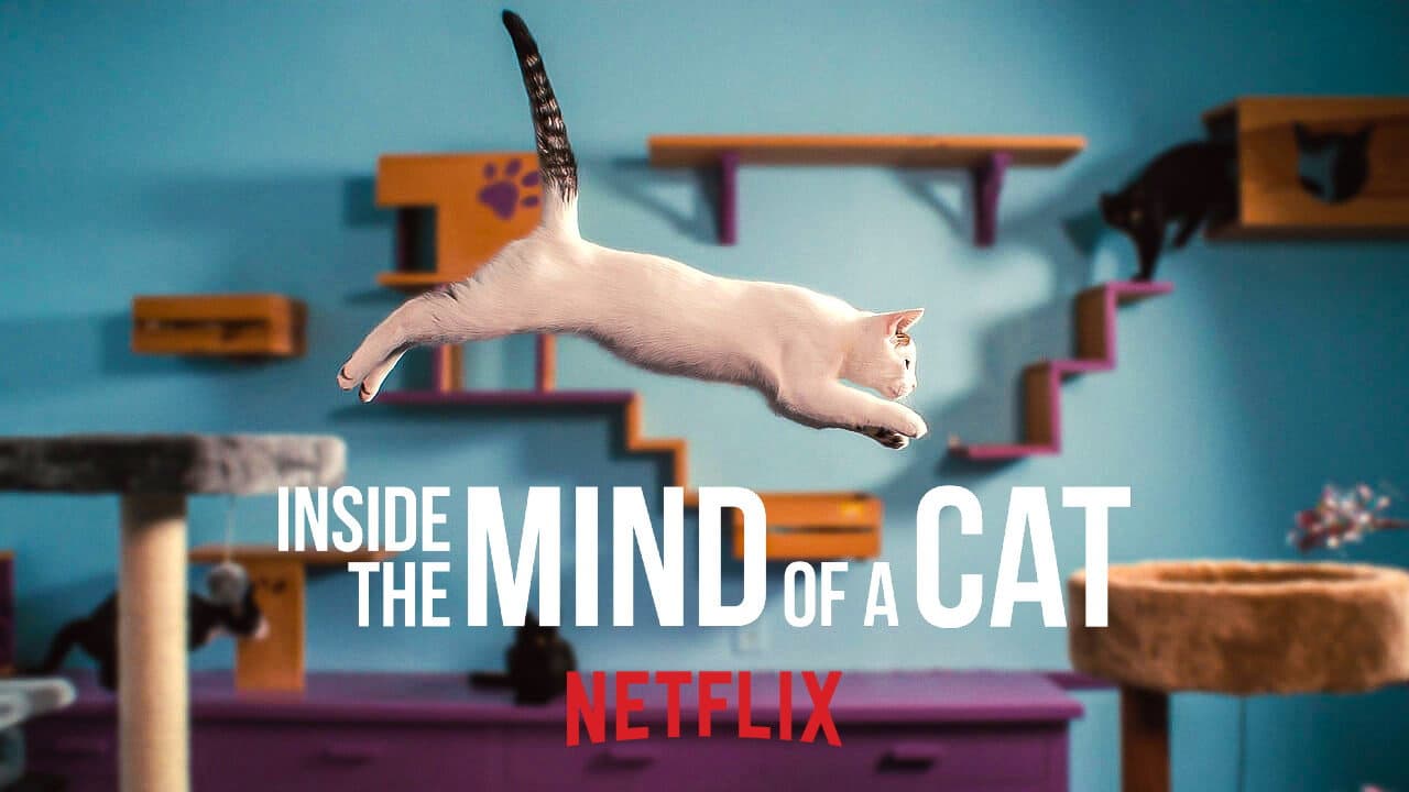 Inside the Mind of a Cat still 7