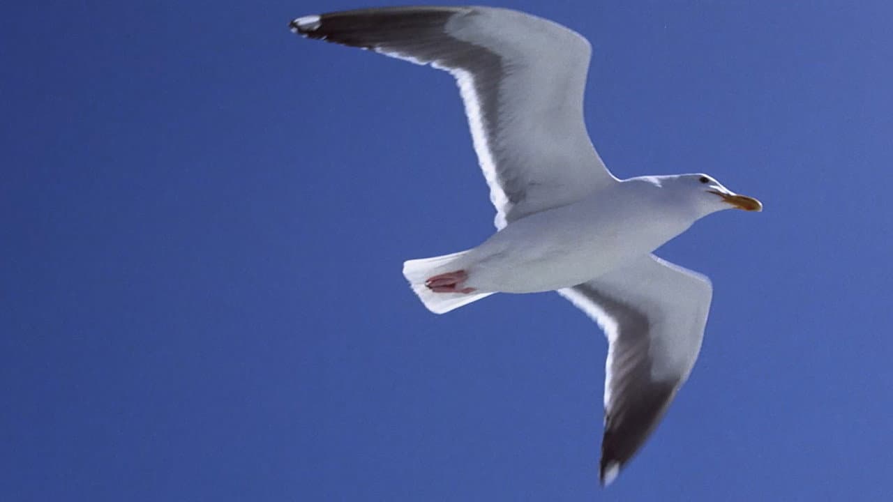 Jonathan Livingston Seagull still 5