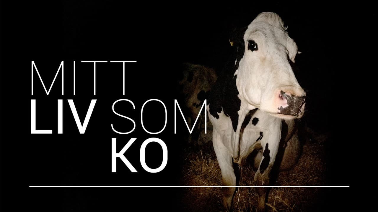 Cow still 4