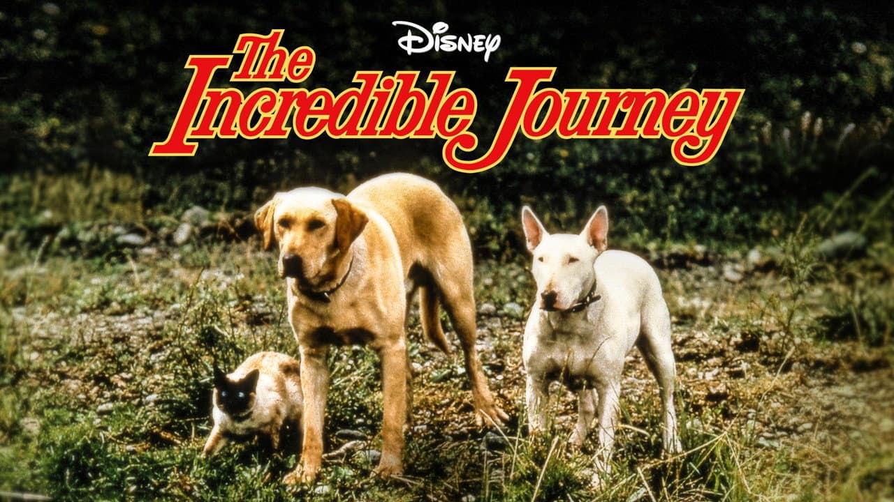 The Incredible Journey still 2