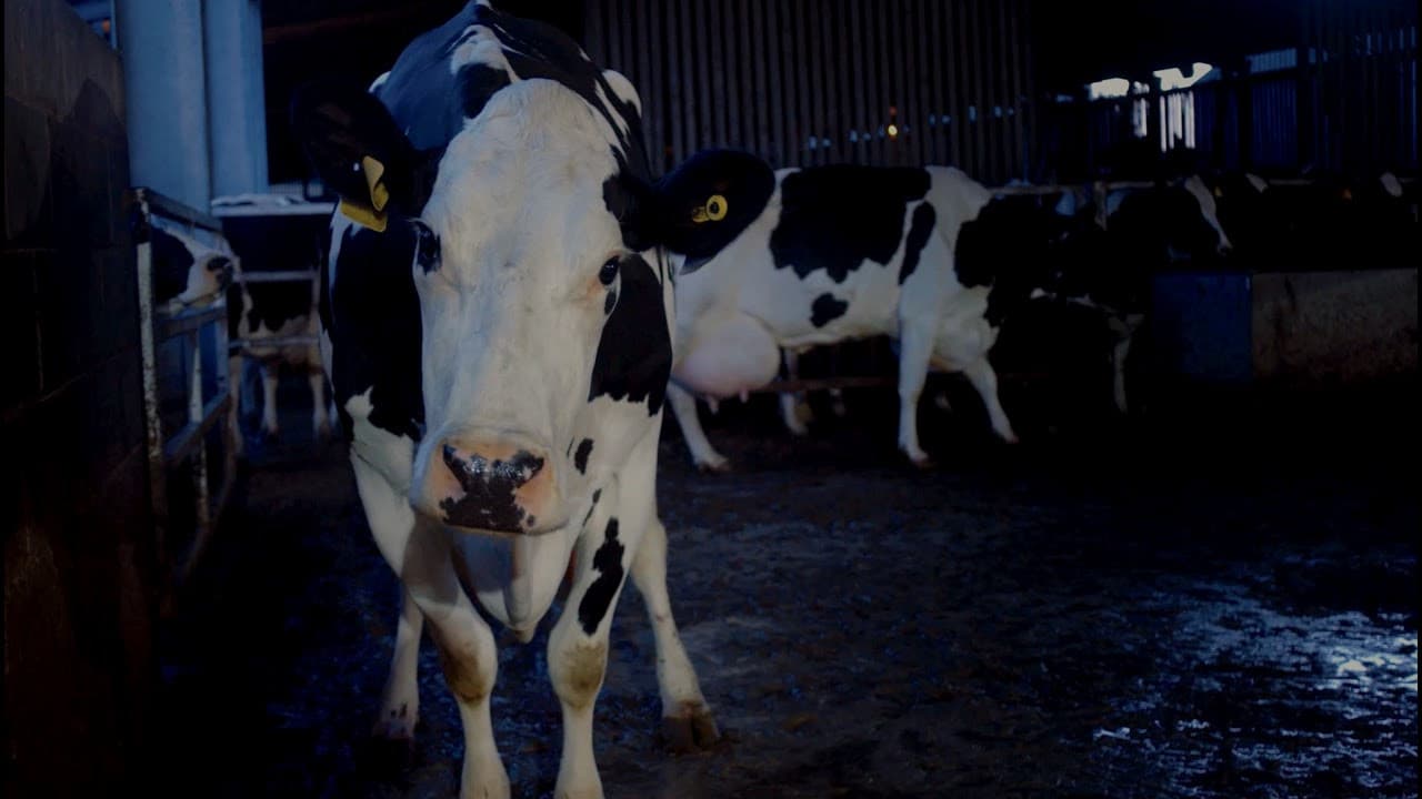 Cow still 2