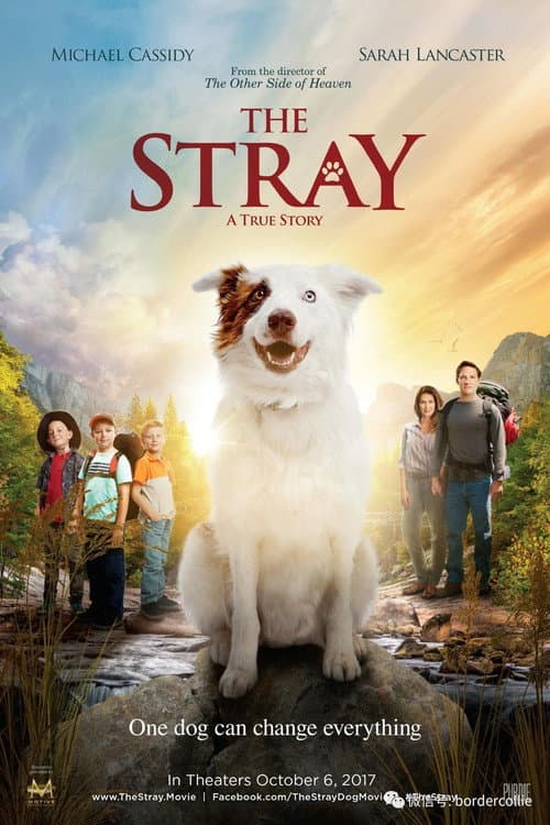 The Stray still 8