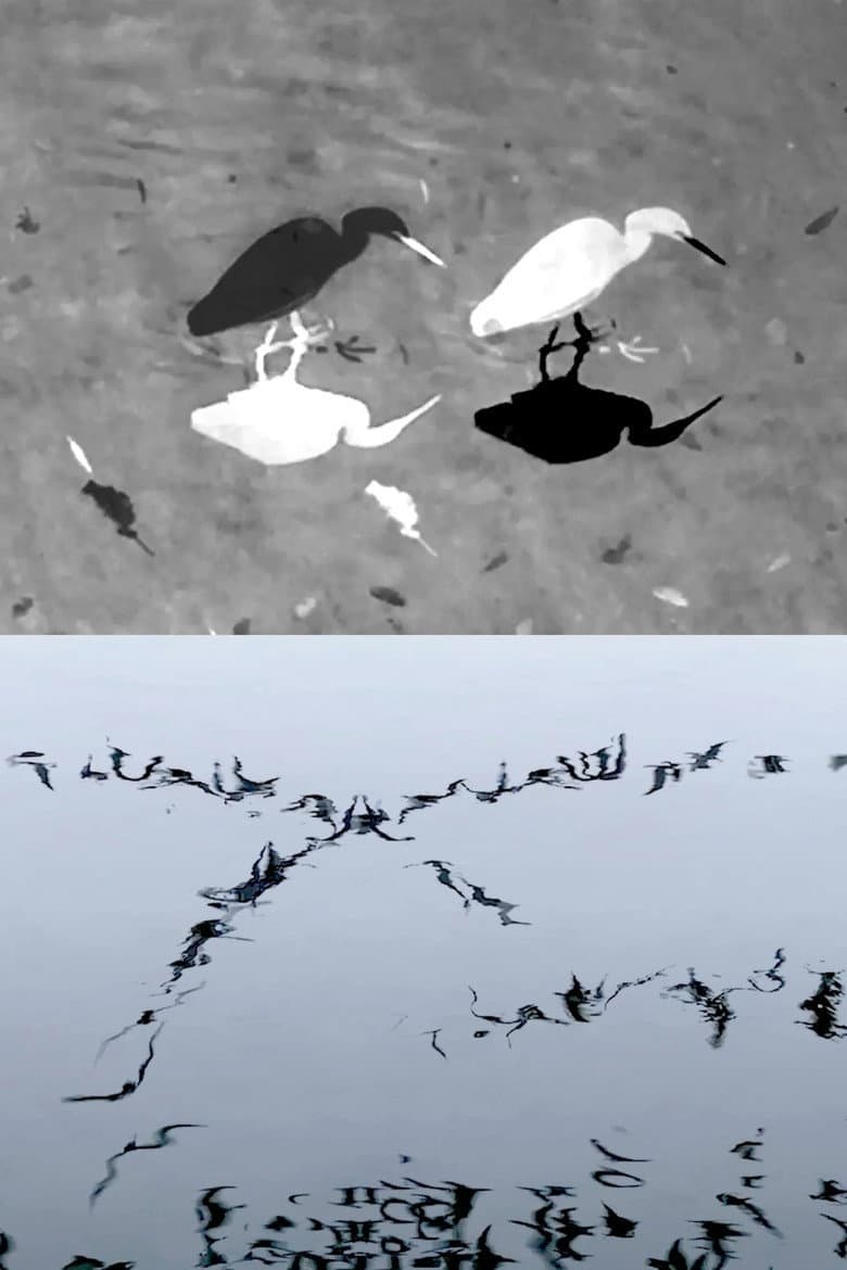 Animal Studies (Egret/Seagull/Midges/Spider/Swans) Preview