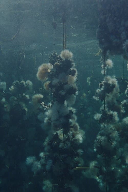 Concrete Turned to Sand: Oyster Farm Doc First Clip still 3